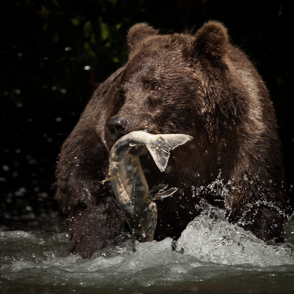 Mein-Lieblings-Wildlachs-rote-Farbe